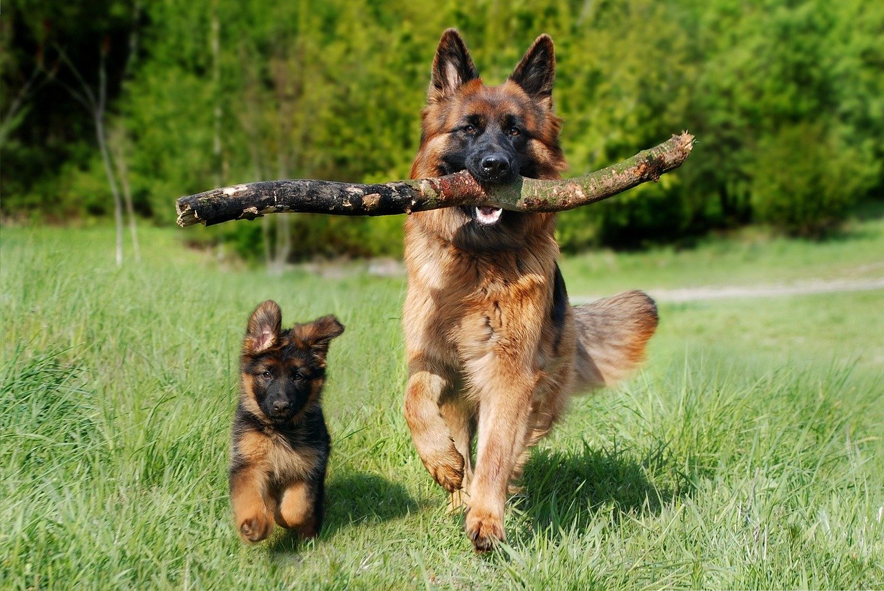 shepherd dog, nature, dog, domestic animal, animal, dog puppy, pet, baby dog, young and old, old german shepherd dog, puppy, dog, dog, dog, dog, dog, puppy