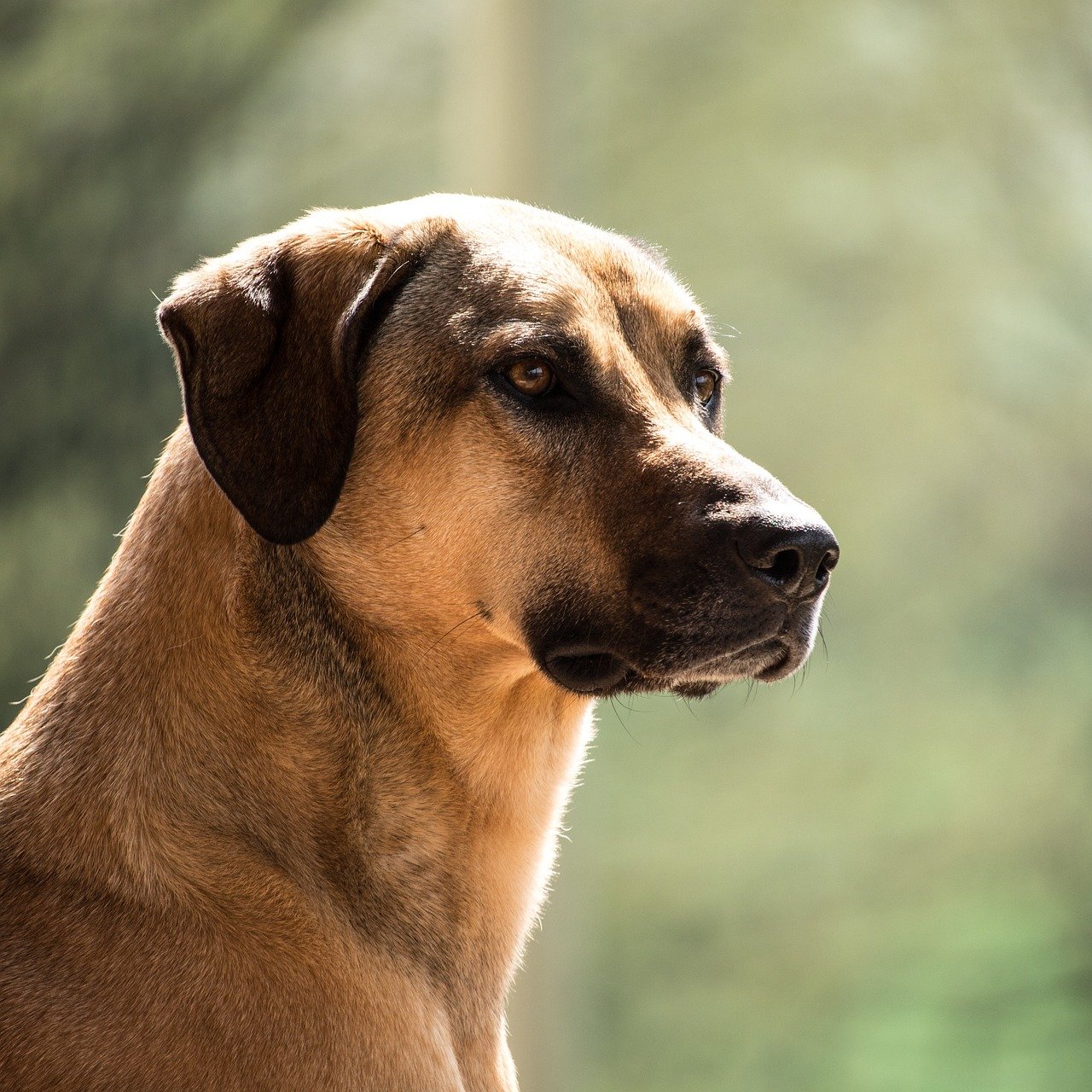 dog, kangal, purebred dog, big dog, guard dog, watch out, herd protection dog, curious, majestic, guard, portrait, proudly, animal, kangal, nature, kangal, kangal, kangal, pet, kangal