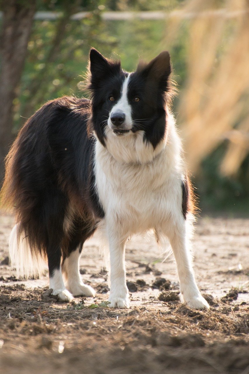 border collie, pet, dog, animal, nature, patched, border collie, border collie, border collie, border collie, border collie