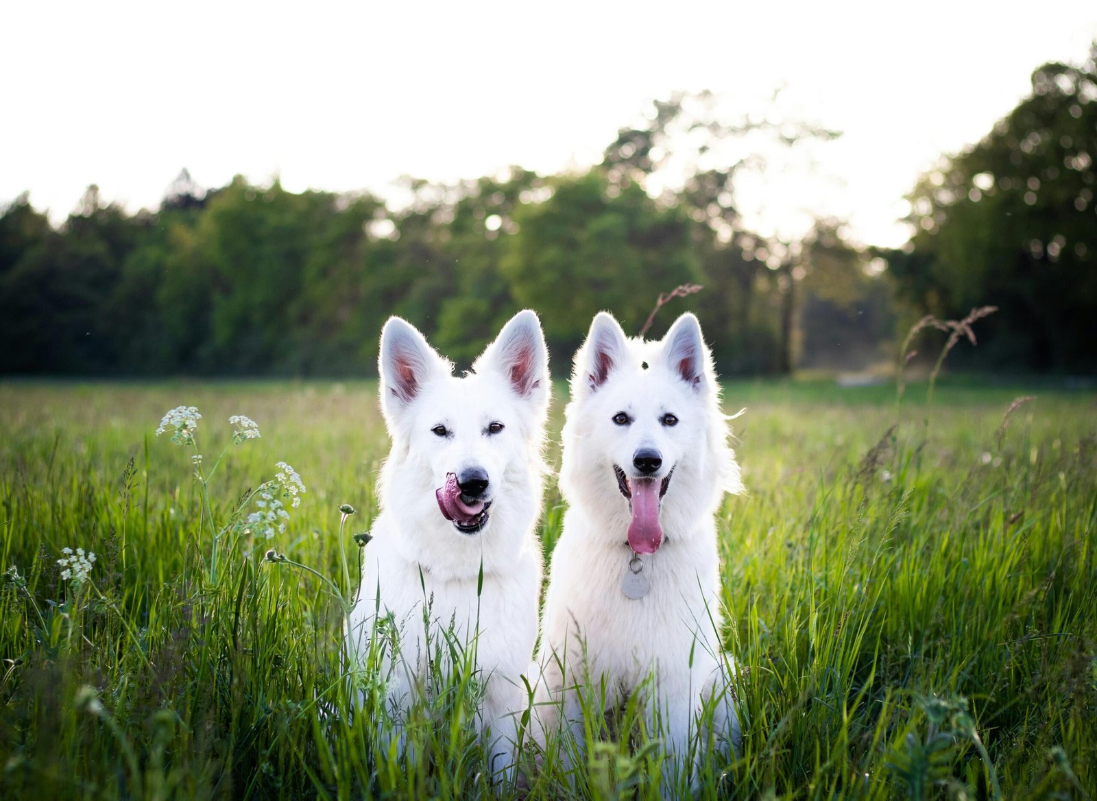 Two white Swiss Shepherd dogs sitting playfully in a sunny green field.